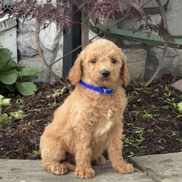 Bear, Goldendoodle Puppy