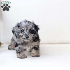Rosie, Dachshund Mix Puppy