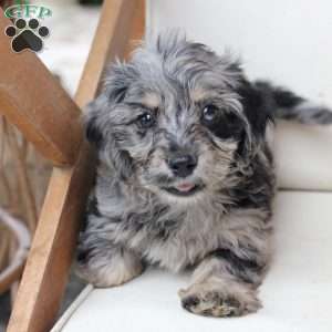 Rosie, Dachshund Mix Puppy