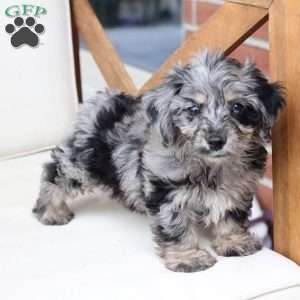 Rosie, Dachshund Mix Puppy