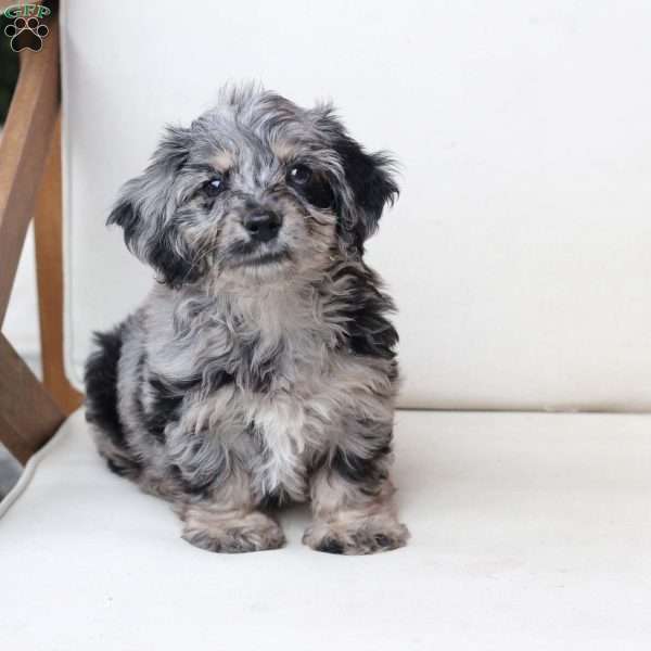 Rosie, Dachshund Mix Puppy