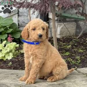 Bear, Goldendoodle Puppy