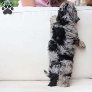 Rosie, Dachshund Mix Puppy