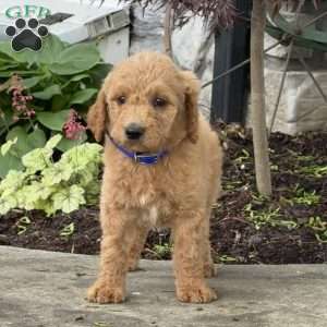 Bear, Goldendoodle Puppy