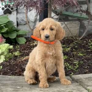 Buster, Goldendoodle Puppy