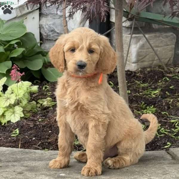 Buster, Goldendoodle Puppy