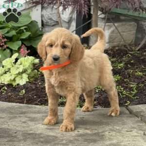 Buster, Goldendoodle Puppy