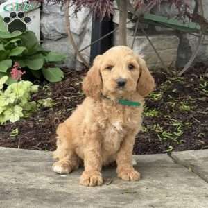 Benny, Goldendoodle Puppy