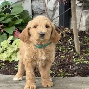 Benny, Goldendoodle Puppy