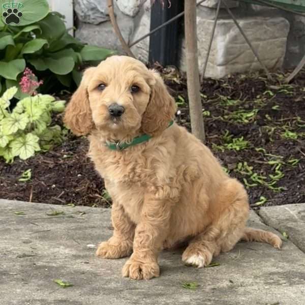 Benny, Goldendoodle Puppy