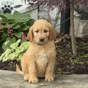 Birdie, Goldendoodle Puppy