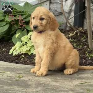 Birdie, Goldendoodle Puppy