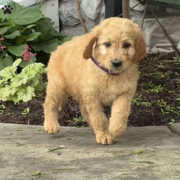 Birdie, Goldendoodle Puppy