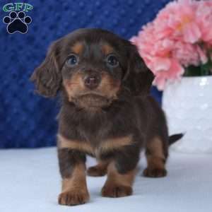 Samantha, Dachshund Puppy