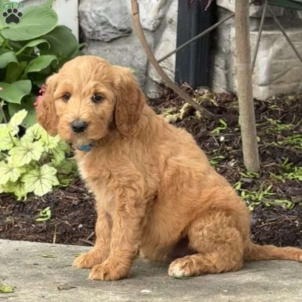Bubba, Goldendoodle Puppy