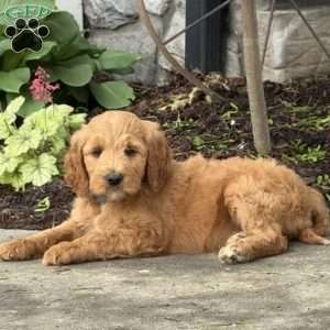 Bubba, Goldendoodle Puppy