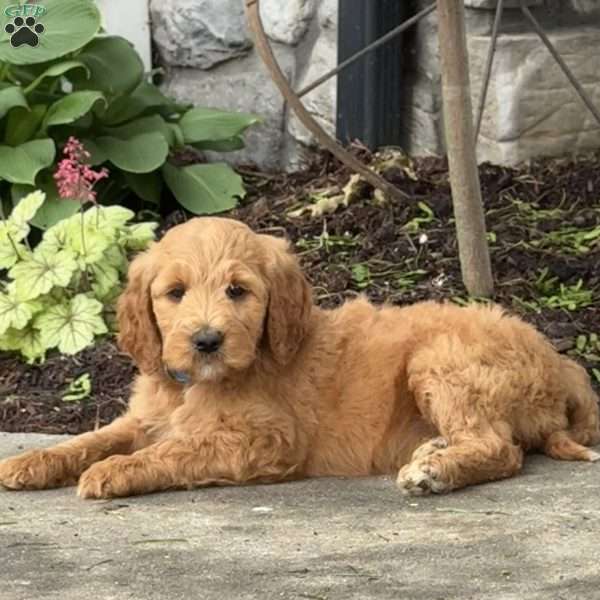 Bubba, Goldendoodle Puppy