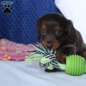 Samantha, Dachshund Puppy