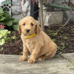 Buck, Goldendoodle Puppy