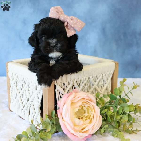 bee, Shih-Poo Puppy