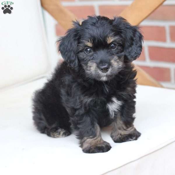 Luna, Dachshund Mix Puppy