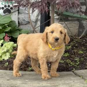 Buck, Goldendoodle Puppy