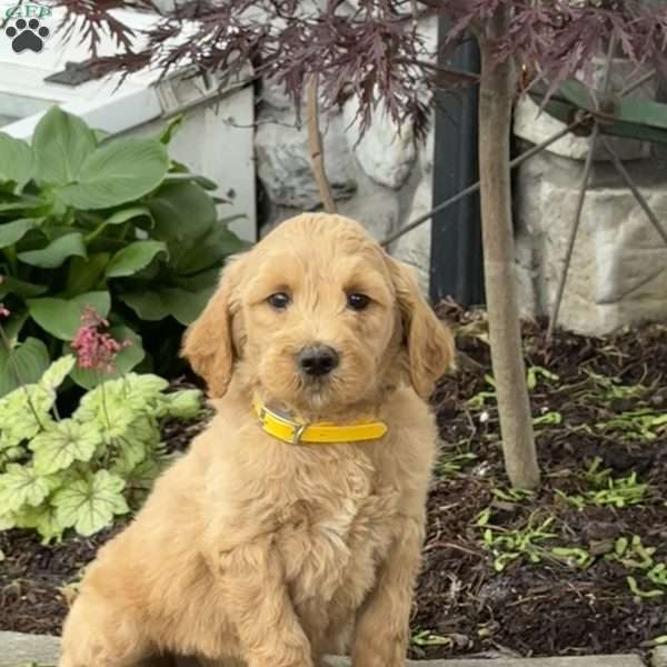 Buck, Goldendoodle Puppy
