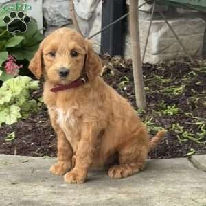 Blossom, Goldendoodle Puppy