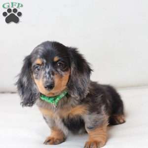 Tucker, Dachshund Puppy