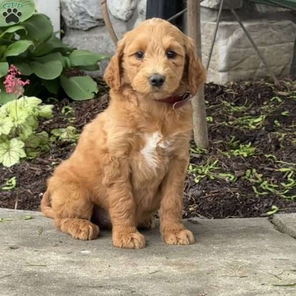 Blossom, Goldendoodle Puppy