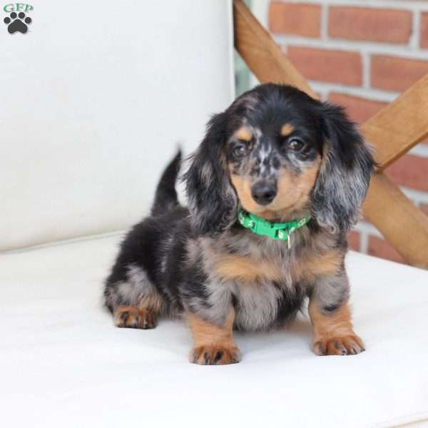 Tucker, Dachshund Puppy
