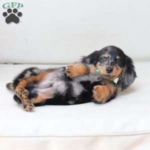 Tucker, Dachshund Puppy