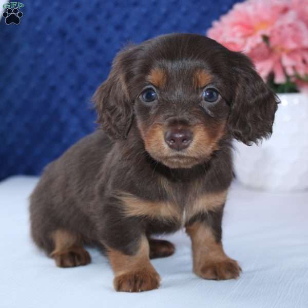 Samantha, Dachshund Puppy