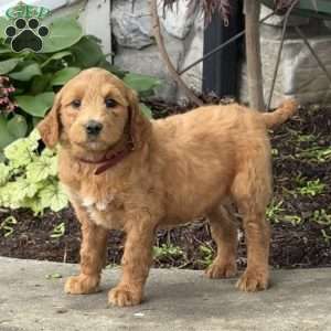 Blossom, Goldendoodle Puppy