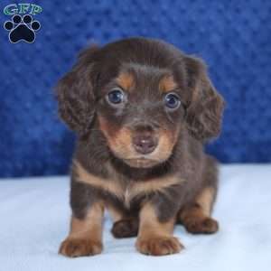 Samantha, Dachshund Puppy