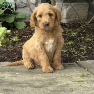 Buzz, Goldendoodle Puppy