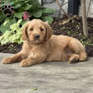 Buzz, Goldendoodle Puppy