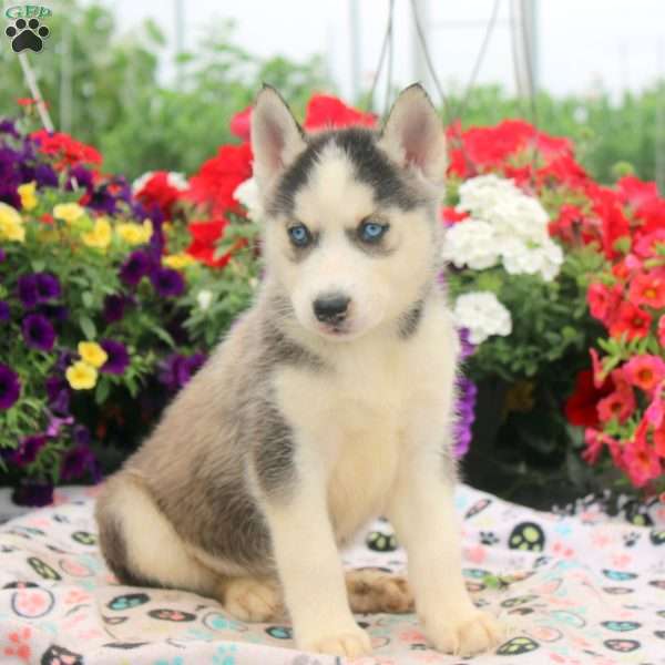 Ian, Siberian Husky Puppy
