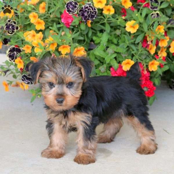 Ian, Yorkie Puppy