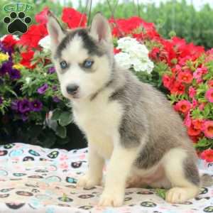 Ian, Siberian Husky Puppy