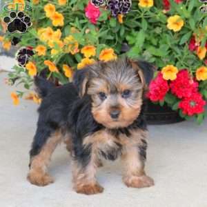 Ian, Yorkie Puppy