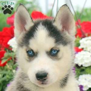 Ian, Siberian Husky Puppy