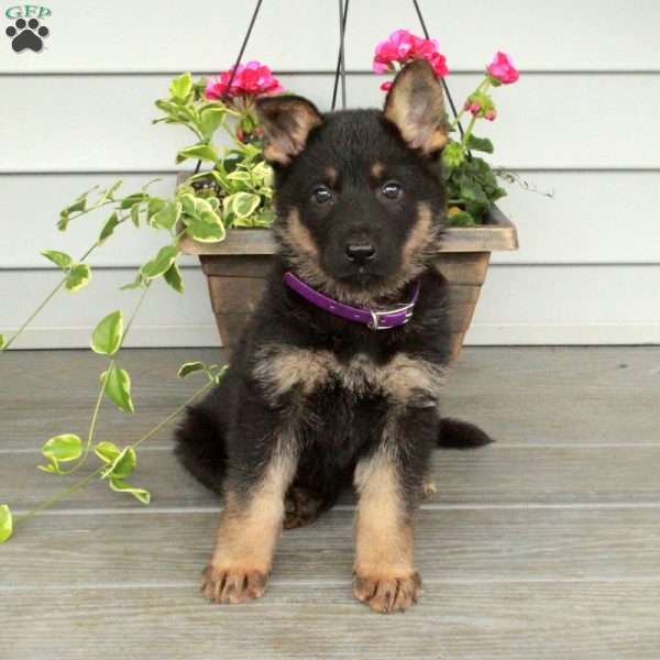 Indy, German Shepherd Puppy