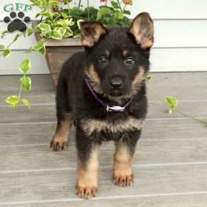 Indy, German Shepherd Puppy