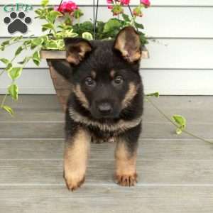 Indy, German Shepherd Puppy