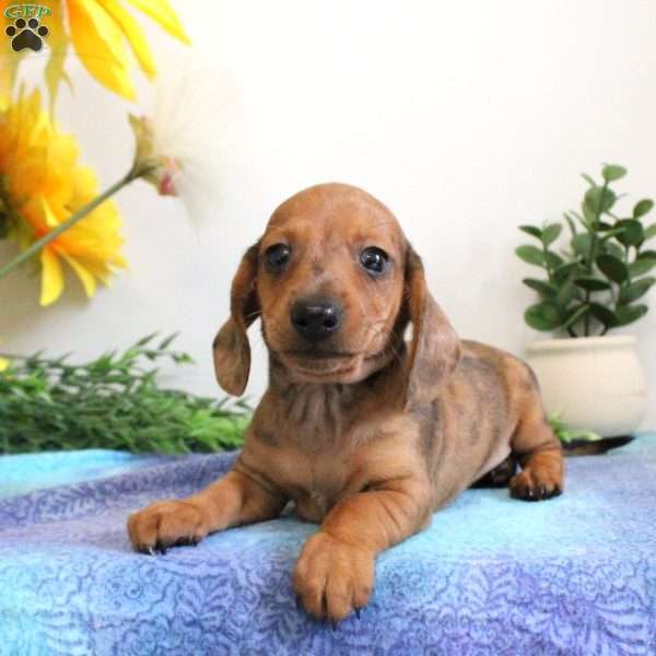 Indy-Mini, Dachshund Puppy
