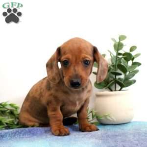 Indy-Mini, Dachshund Puppy