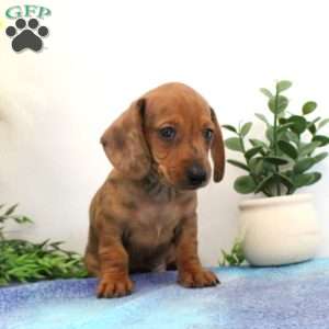 Indy-Mini, Dachshund Puppy