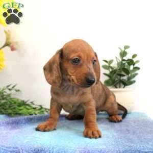 Indy-Mini, Dachshund Puppy