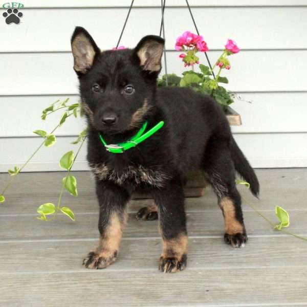 Inez, German Shepherd Puppy